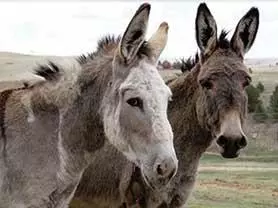 Cripple Creek Donkeys website