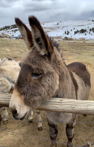 Cripple Creek Donkey