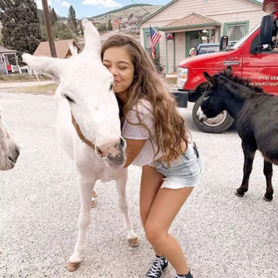 Donkey