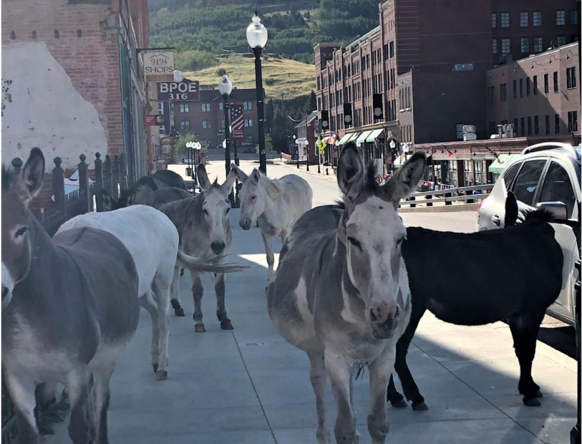 Donkeys in Downtown Cripple Creek